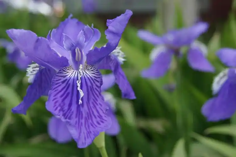 根茎粗大,叶宽呈灰绿色.