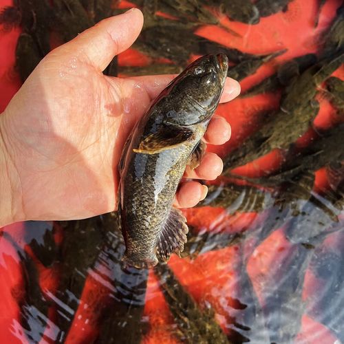 肴尚鲜塘鳢鱼 虎头鱼沙塘鳢鱼笋壳鱼土布鱼虎头鲨土憨巴虎头呆子