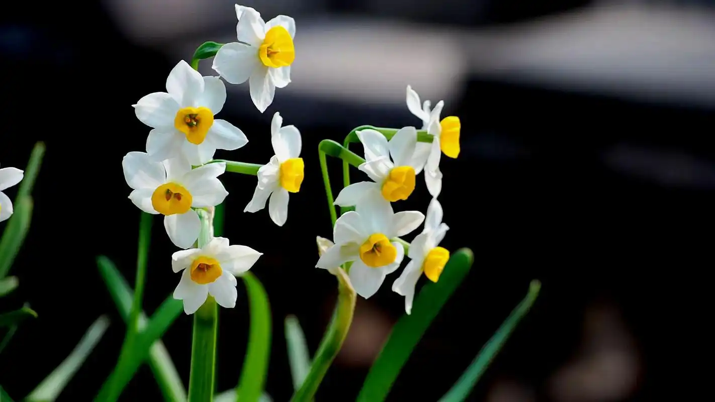 清新水仙花植物高清图片壁纸