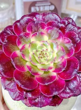 红颜 法师多肉植物多头大棵红覆轮锦黑法师室内花卉园艺老桩盆栽