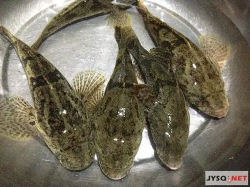 自家蟹塘里的塘鳢出售啦!有成品鱼 鱼苗 欢迎来电咨询