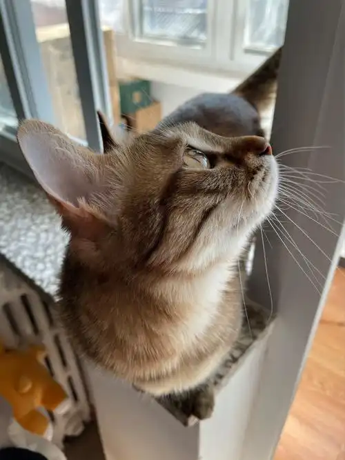 你家的咬人猫粘人吗