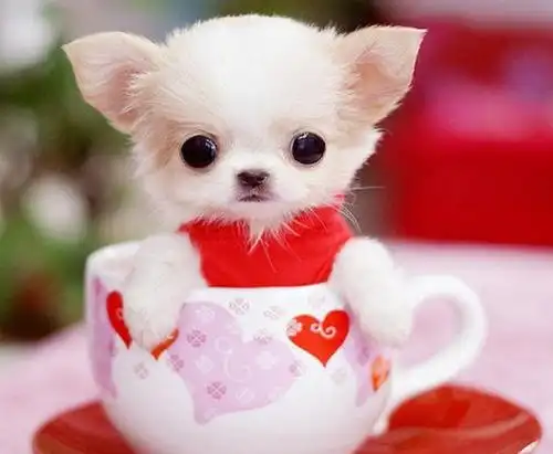 茶杯犬免疫力低,要特别注意生活环境的温度,夏季要注