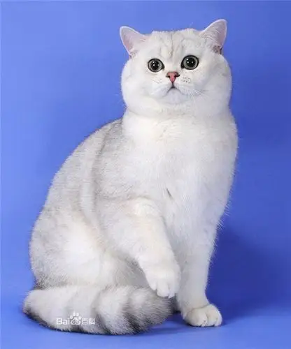 英国短毛猫.