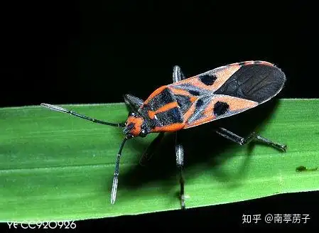 红蝽科与长蝽科的区分