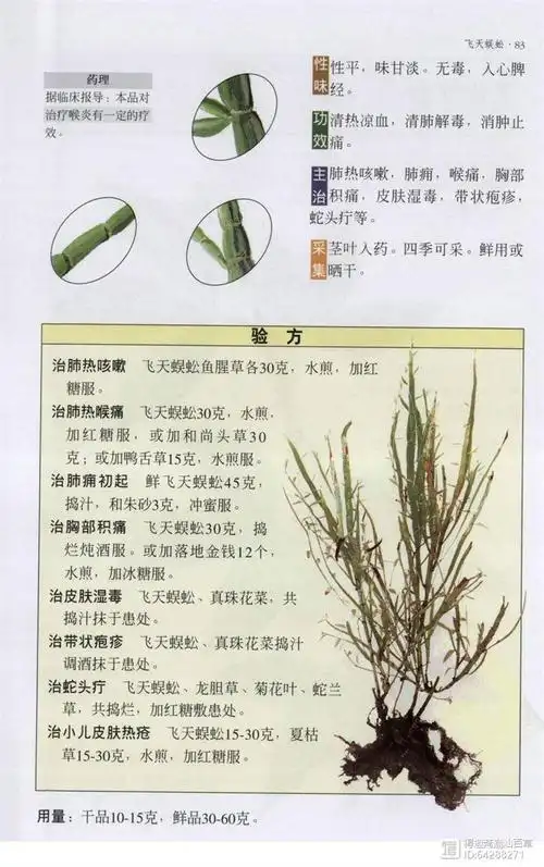 全草入药,用于痈疽肿毒,跌打损伤,蛇,虫咬伤.原产于所罗门群岛.