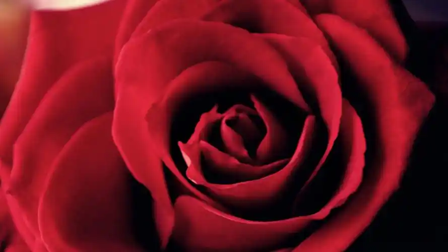 红色玫瑰高清图片合集电脑桌面壁纸下载第一辑高清大图预览1920x1080