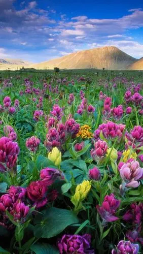 素材首页 花头像自然风景 03 列表 自然风景山水风景大图智能手机桌面