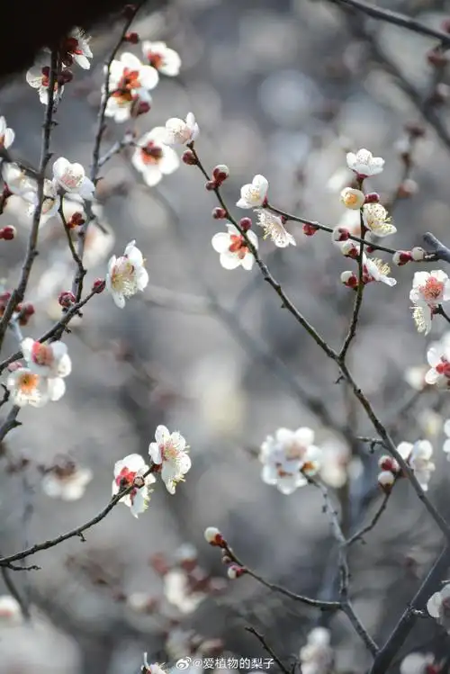 #梅花#