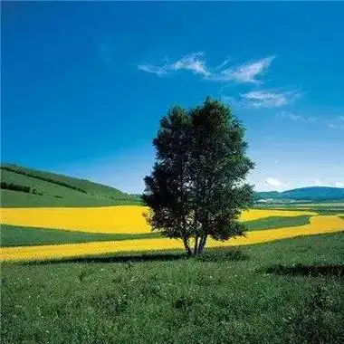 吉利又运气特别旺的头像_微信头像_头像屋