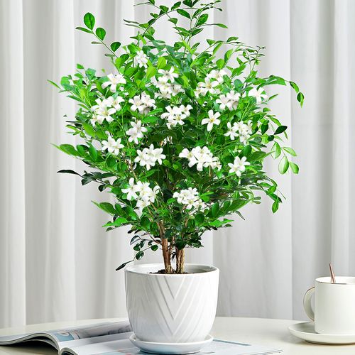 九里香盆栽老桩大颗七里香室内四季好养驱蚊植物净化空气浓香花卉