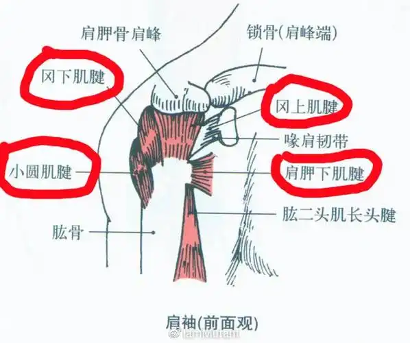 告别窄肩哪些技巧让你早就练成大宽肩了