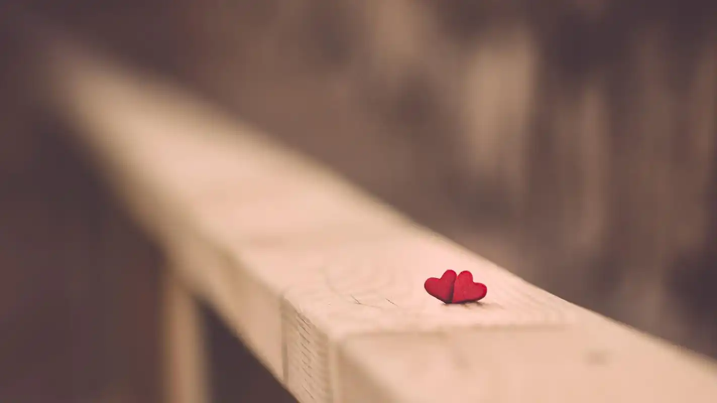 植物微距摄影图片高清宽屏桌面壁纸高清大图预览1920x1080_植物壁纸