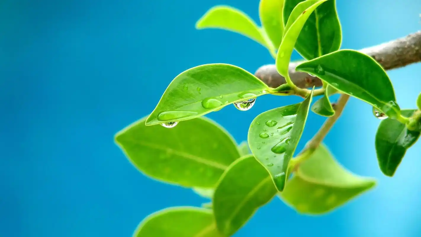 绿色的叶子护眼清新图片桌面壁纸