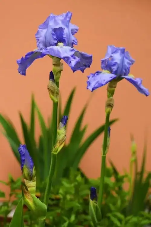 其它 [百花争艳]鸢尾兰 写美篇鸢尾花一年仅开一次