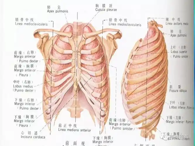 胸腔疾病超声诊断