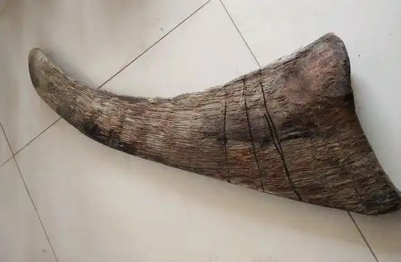 犀牛角纹路图片大全? 犀牛角横截面纹理放大图片