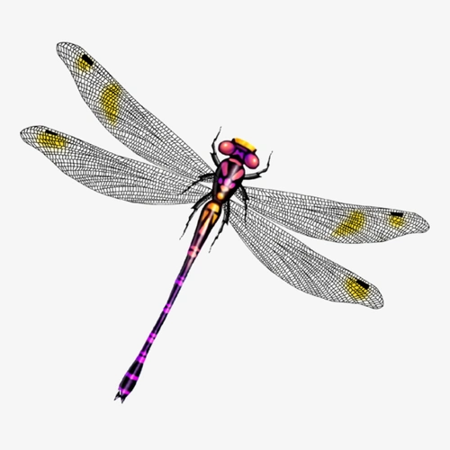 免抠蜻蜓png素材 (19)