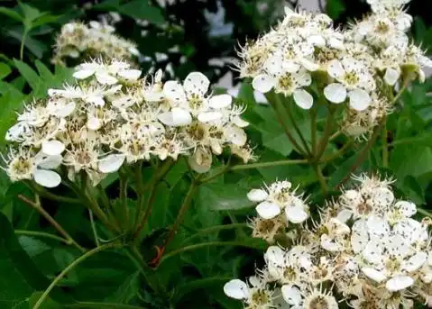 伞房花序--山楂