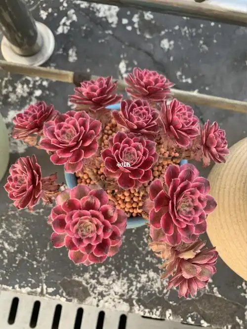 粉黛法师小仙女