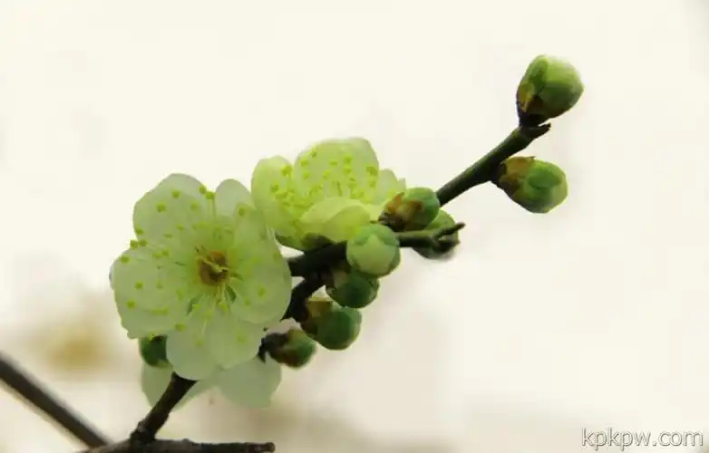 绿萼梅(外一首)