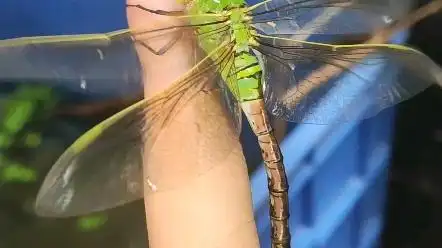 大绿豆蜻蜓(碧伟蜓)一号准备就绪