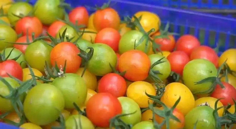 全年采摘不断档金山这里的五彩小番茄一口一个