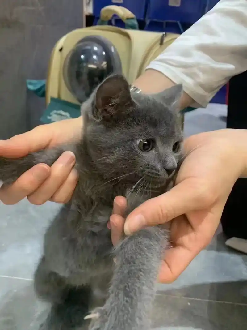 由于个人原因,自家蓝猫和虎斑 生的小猫咪.均可以出售哟!价格 - 抖音