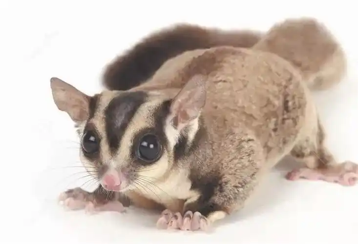 蜜袋鼯是国家二级保护动物吗