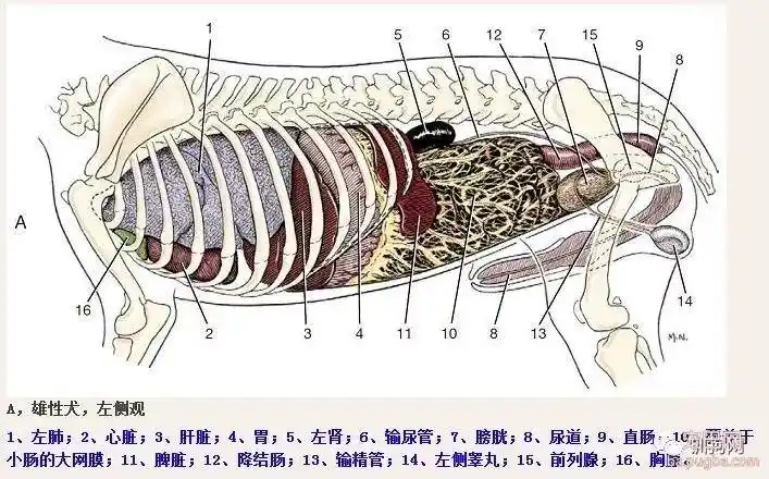狗狗的生理解剖图get