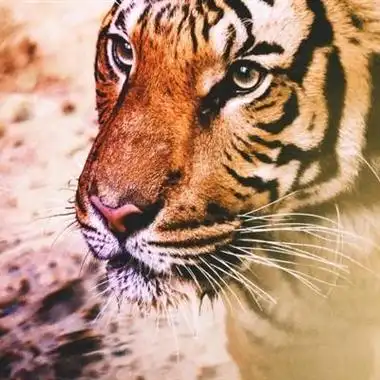 个性老虎头像霸气威武的老虎头像图片