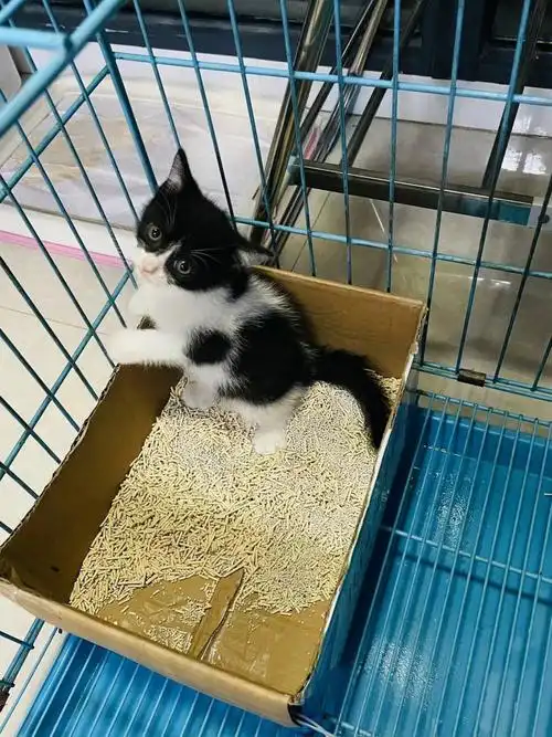 妈妈是蓝白爸爸是田园猫,生下来这个小串串,挺健康的,免费找新家,找