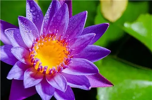 漂亮,紫色,莲花