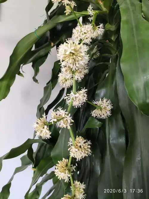 记录巴西木开花全过程(每日一拍) 2020.6.