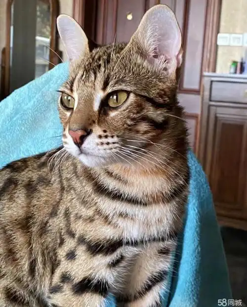 猫舍出售豹猫幼猫宠物猫 新手好饲养 大体霸气宠物猫