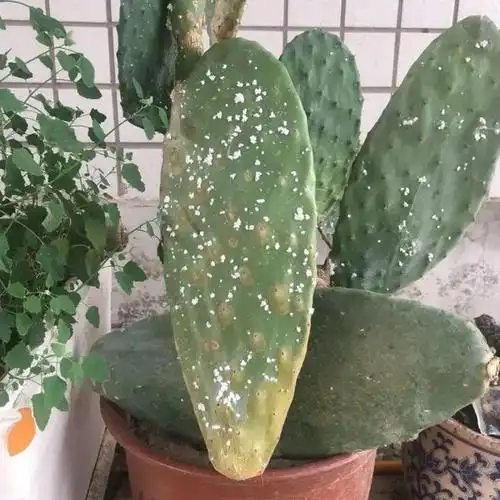 胭脂虫会吸食仙人掌中的汁水,然后进行大量的繁殖,胭脂虫就像是白色的