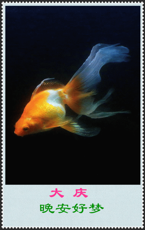 600_950竖版 竖屏gif 动态图 动图