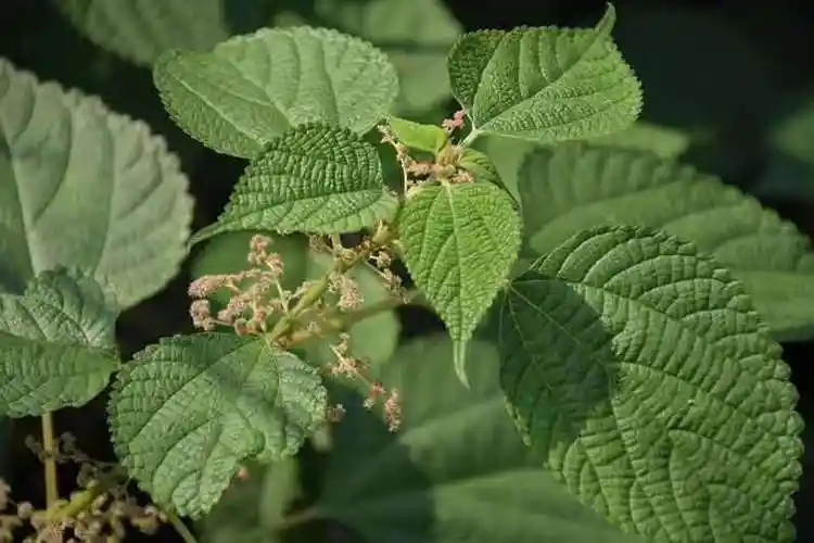 达州苎麻产业发展的建议