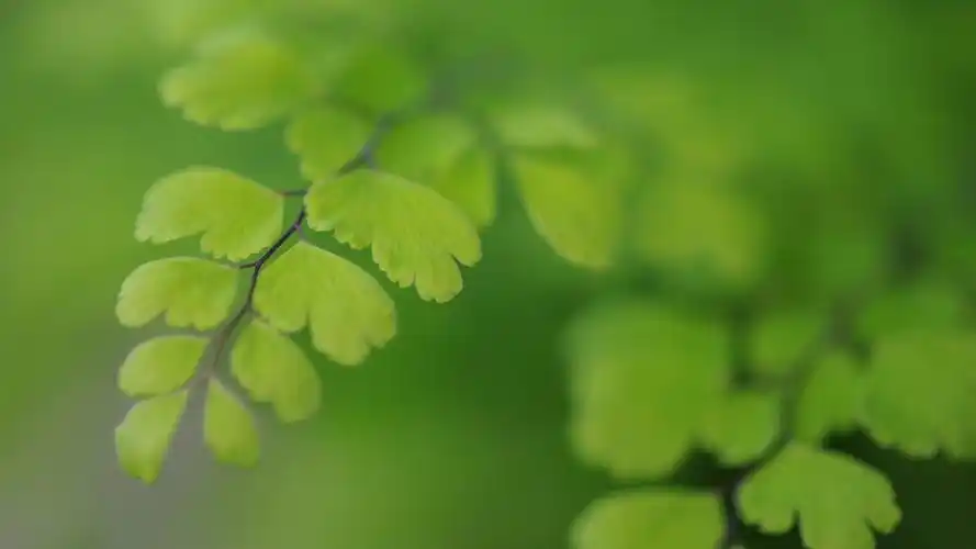 绿色保护眼睛电脑桌面_风景壁纸_墨鱼部落格