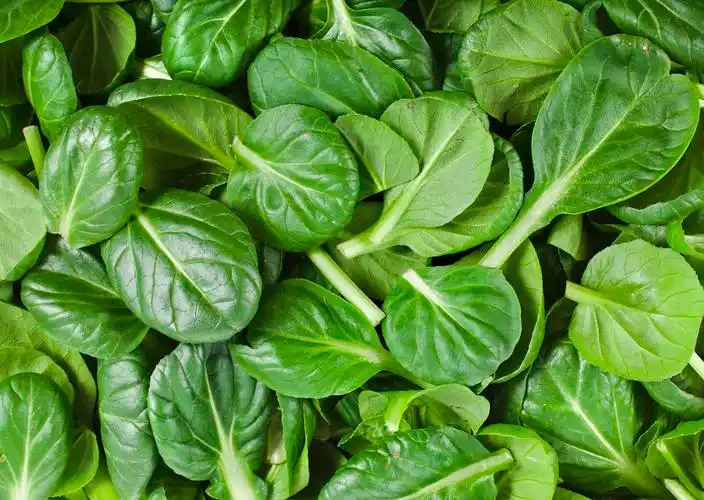 蔬菜背景蔬菜图片