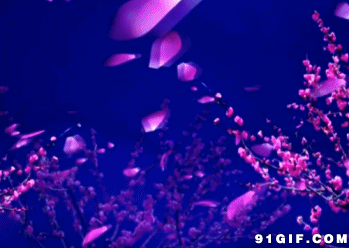 鲜花飘落意境美图片