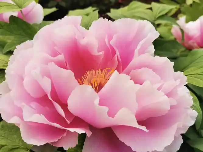 牡丹盛放正当时相约洛阳第四十届牡丹花会共赏洛城春日好风光