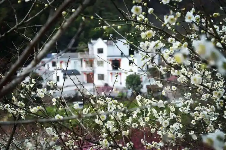 休宁"赏梅天花板"推荐_梅花_古梅_漫山遍野