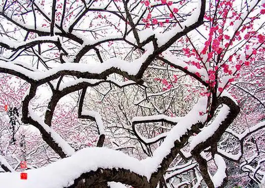 引用 引用 ◆◆---傲雪梅花千古颂