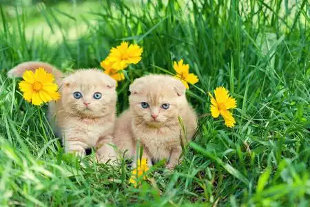 两个可爱的小小猫照片