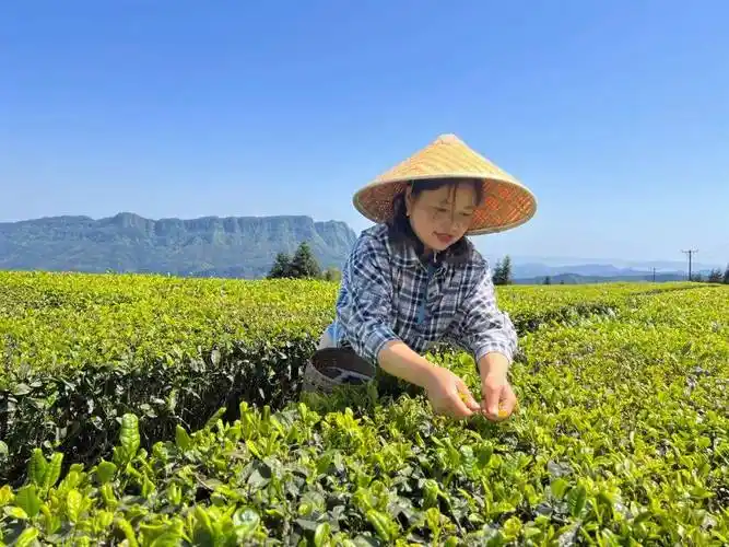 创建天府旅游名县兴文竟还有一处茶场太美了