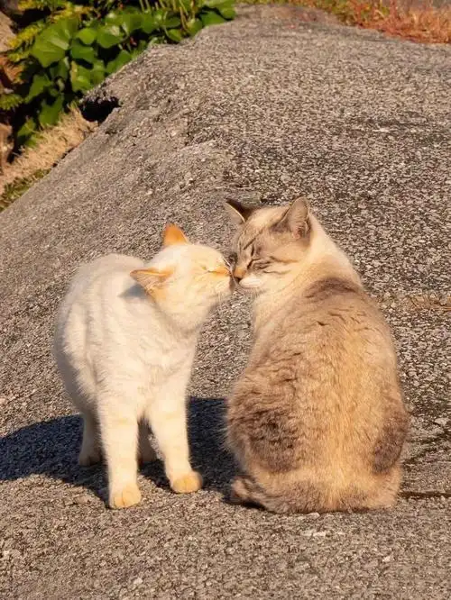 肯定是我单身太久了居然在两只猫身上味道了恋爱的酸臭味