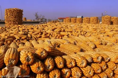 玉米丰收图片图片-图行天下图库