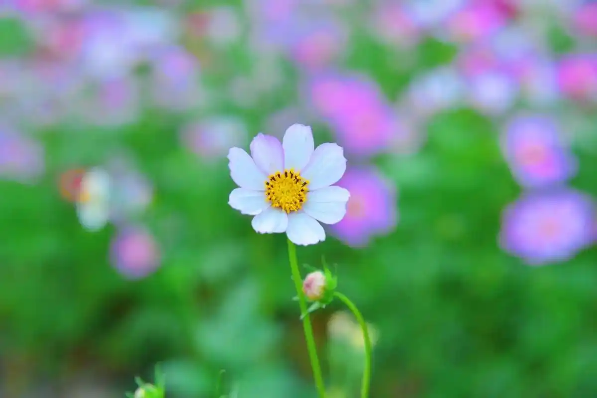 壁纸 花 桌面 1920_1280