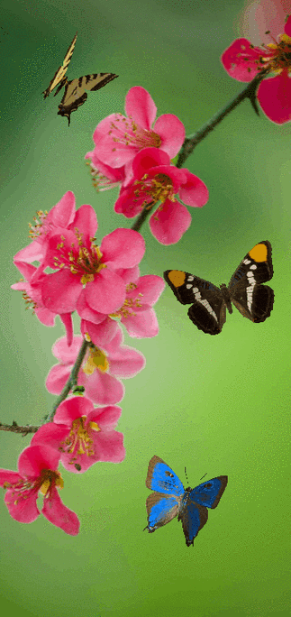 手机动态桌面壁纸插图